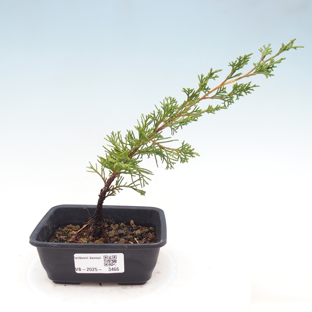 Vonkajší bonsaj - Juniperus chinensis Itoigawa