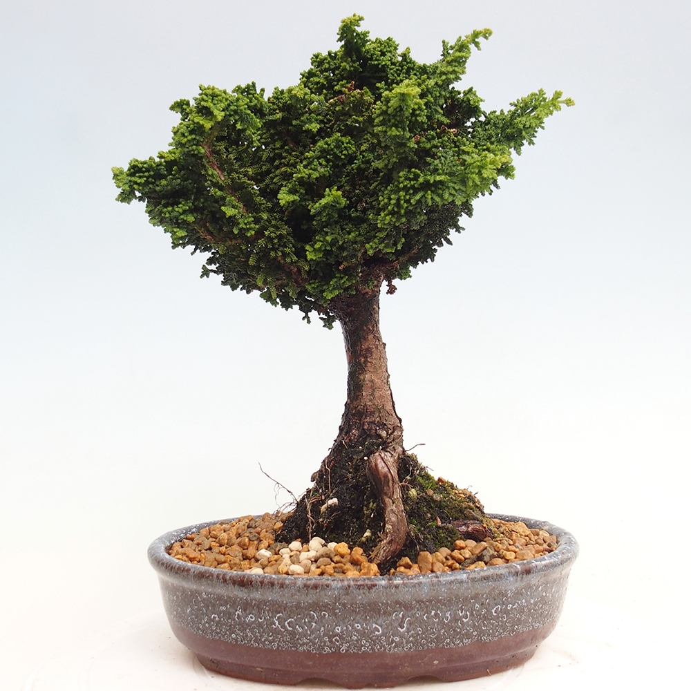 Vonkajšie bonsai - Cham. obtusa SEKKA HINOKI - Cyprus