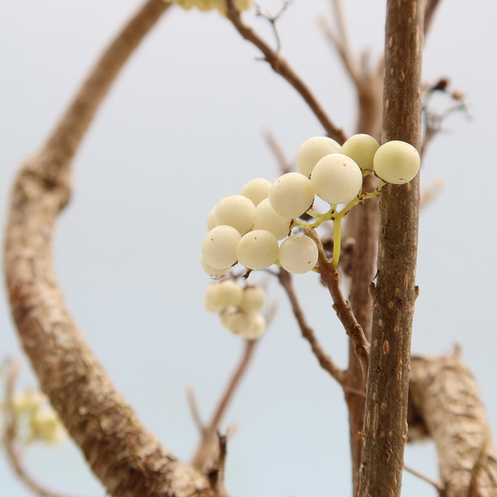 Vonkajší bonsai – Callicarpa bodinieri Snowqueen – krásnoplodka