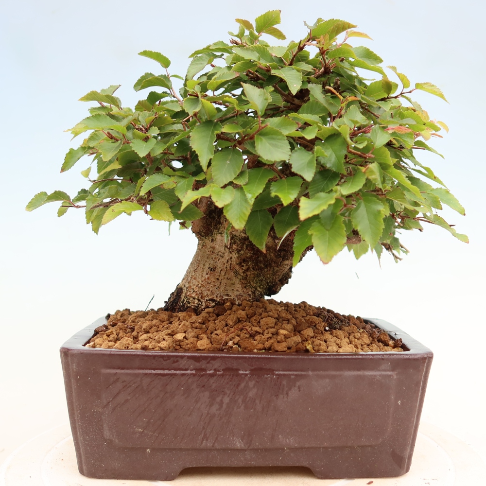 Vonkajší bonsaj -Carpinus coreana - Hrab kórejský