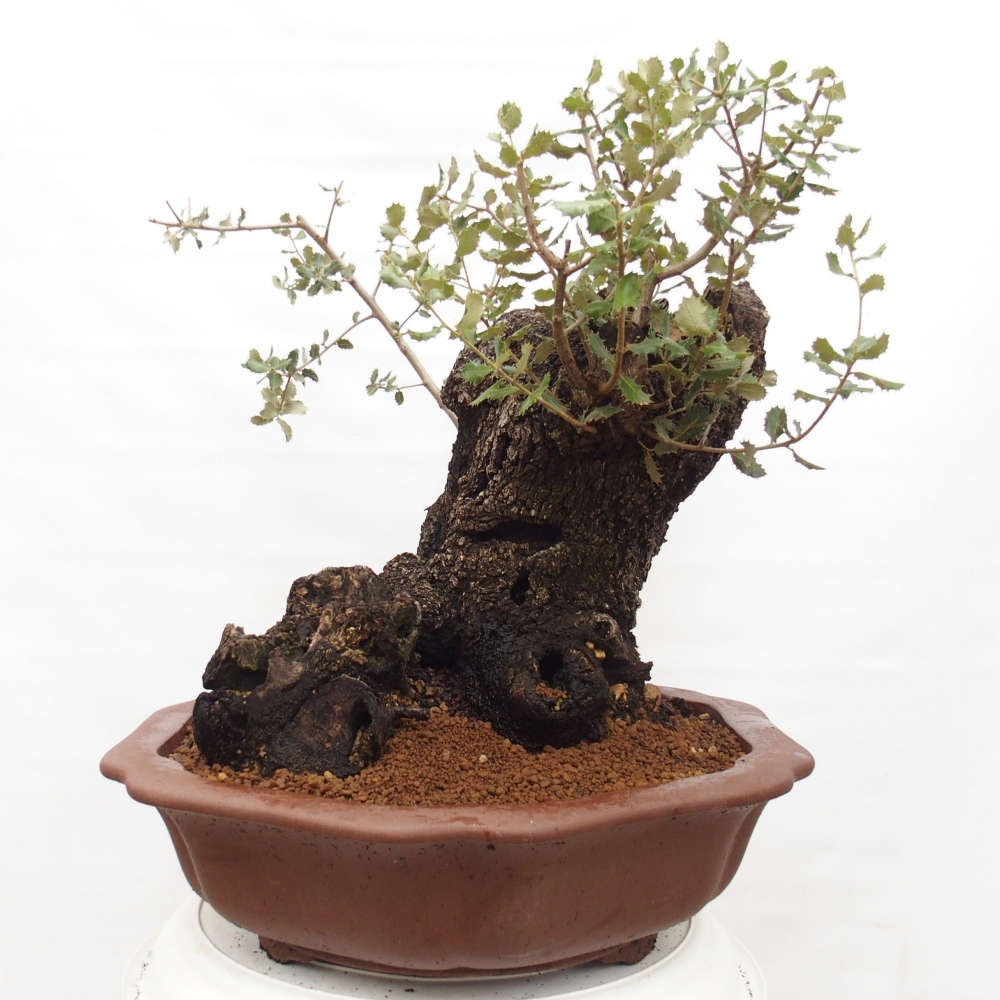 Yamadori - Quercus Ilex -Dub cezmínovitý