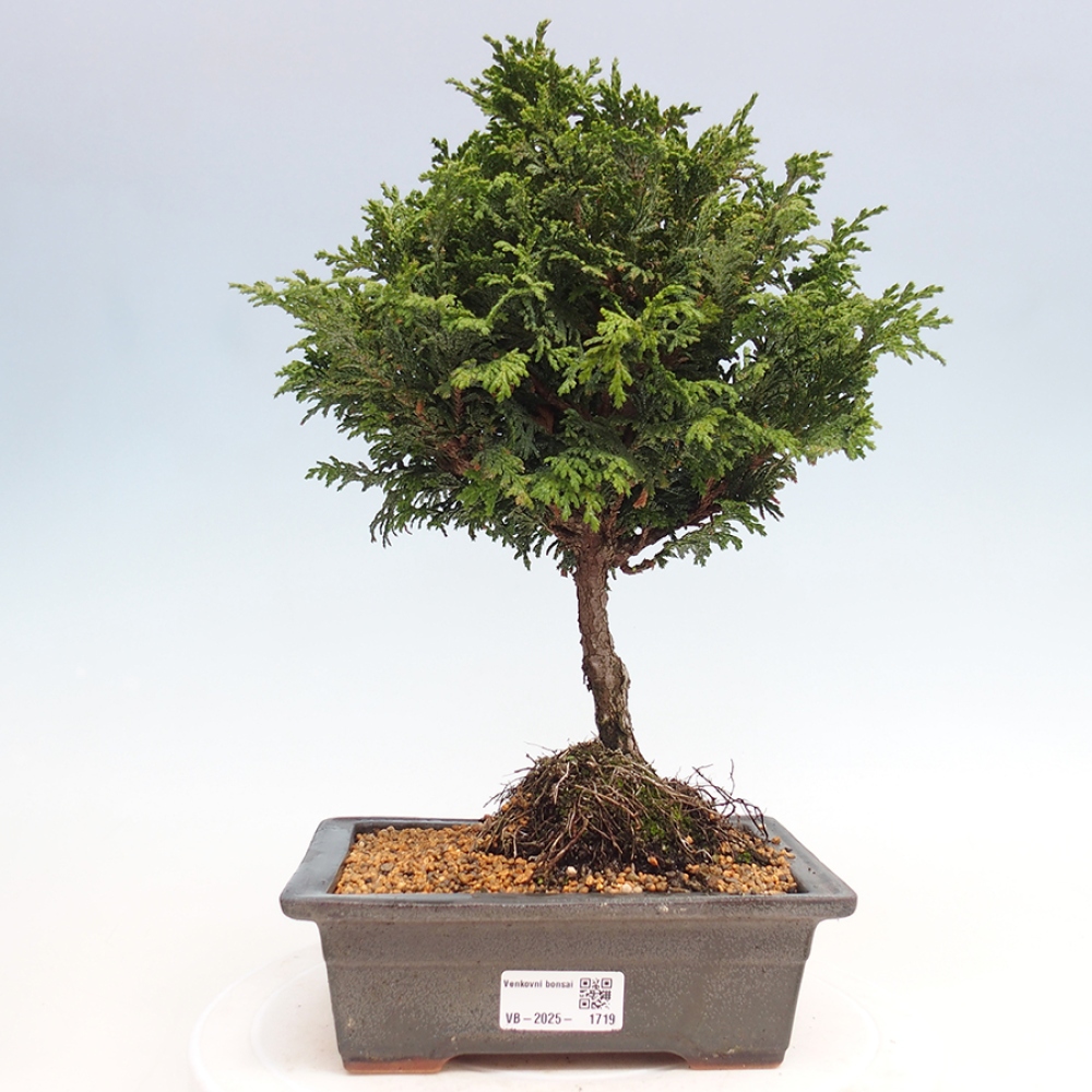 Vonkajší bonsai - Cham.pis Parslori - Cyprus