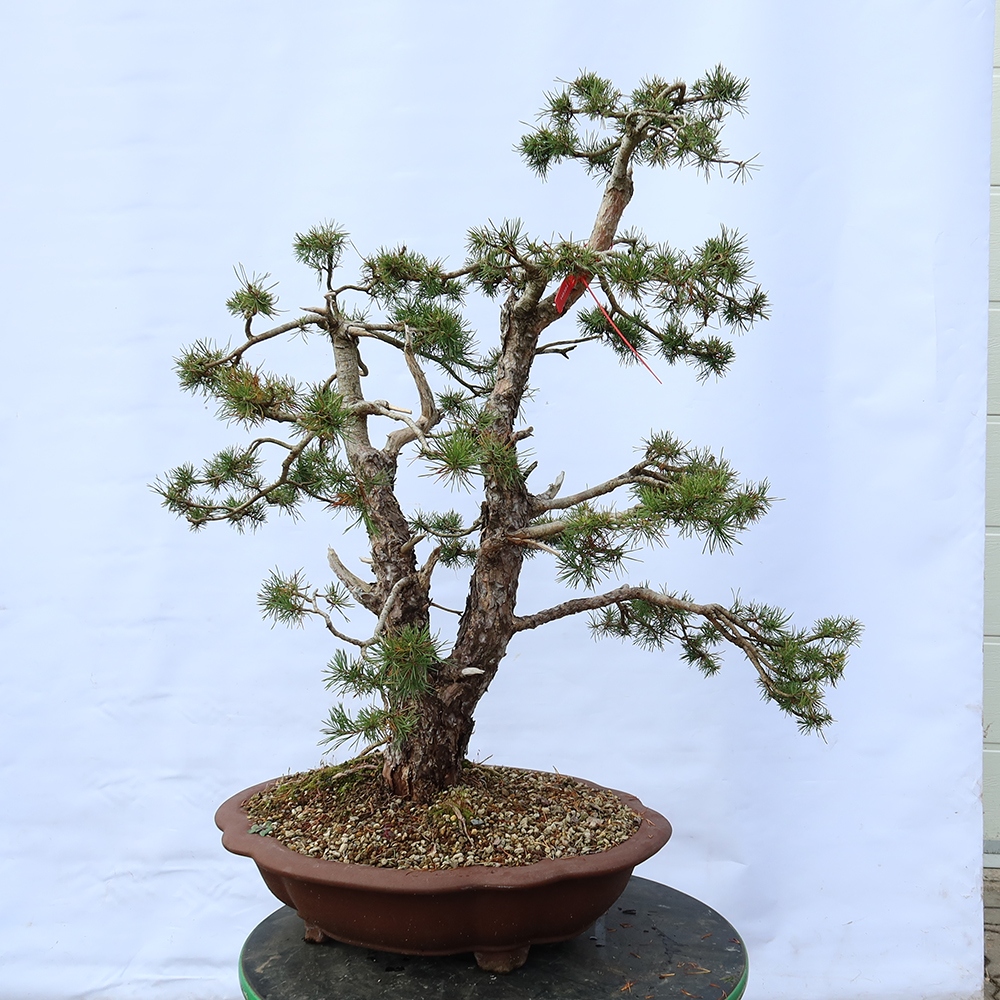 Pinus sylvestris Španielsko – borovica lesná