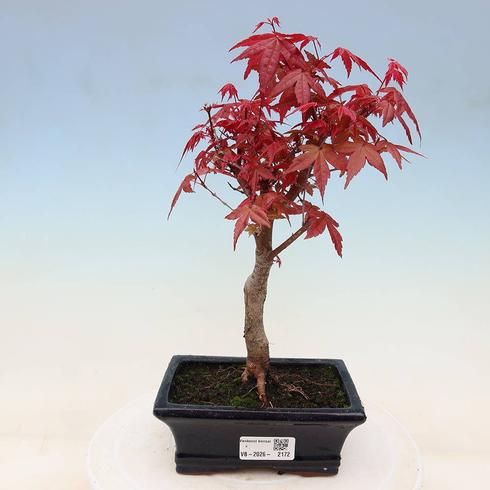 Vonkajší bonsaj - Acer palmatum DESHOJO