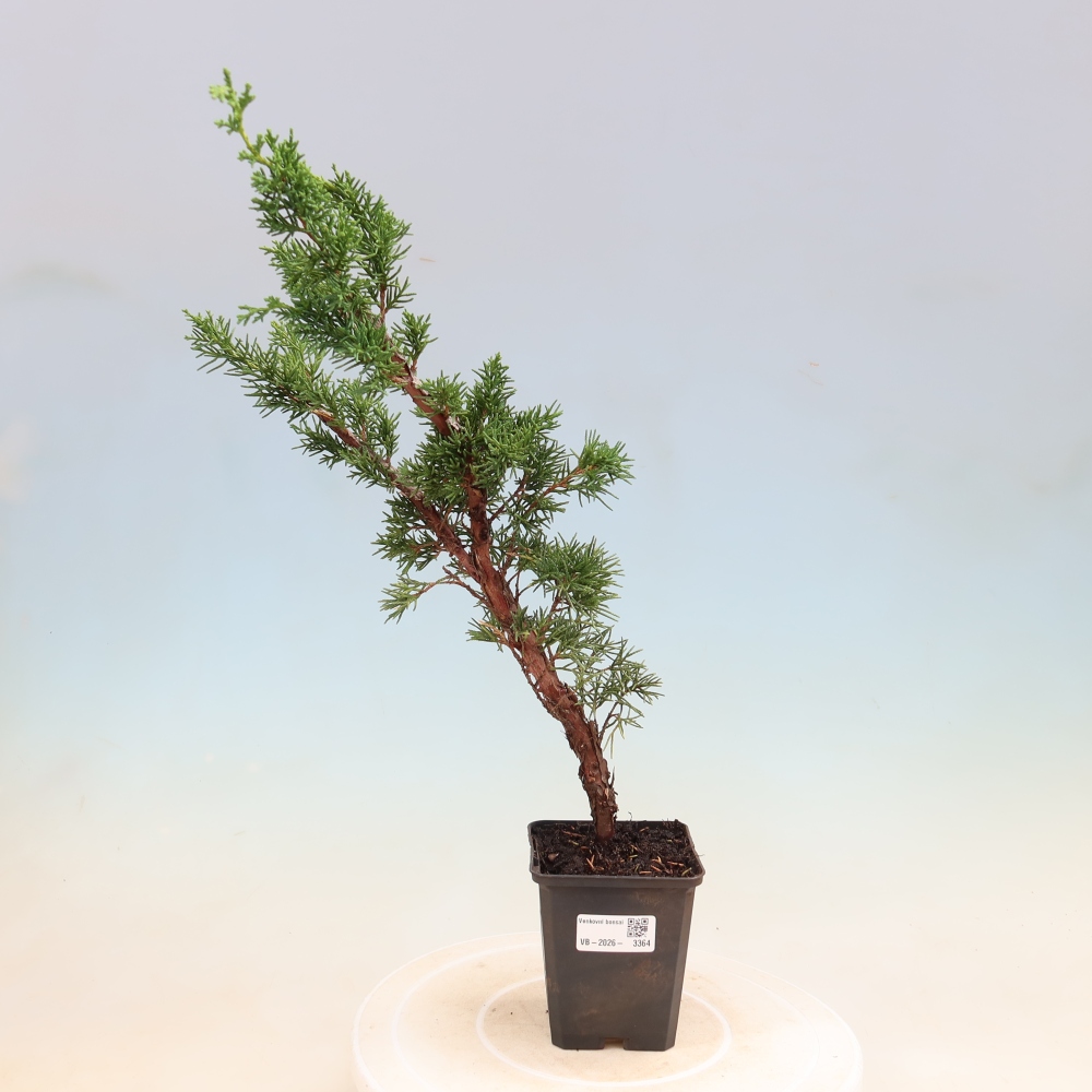Vonkajší bonsaj - Juniperus chinensis Kishu