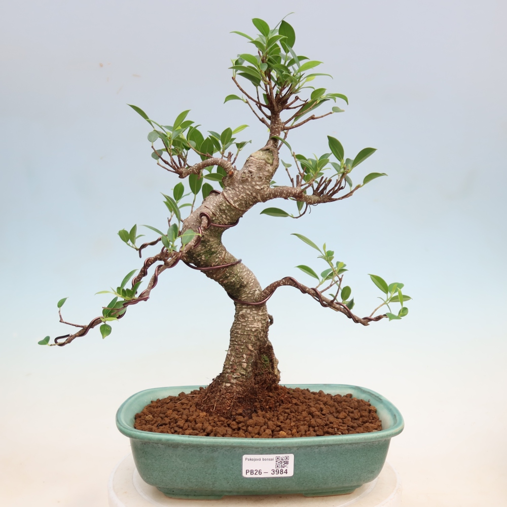 Izbové bonsaje - Ficus kimmen - drobnolistý fikus