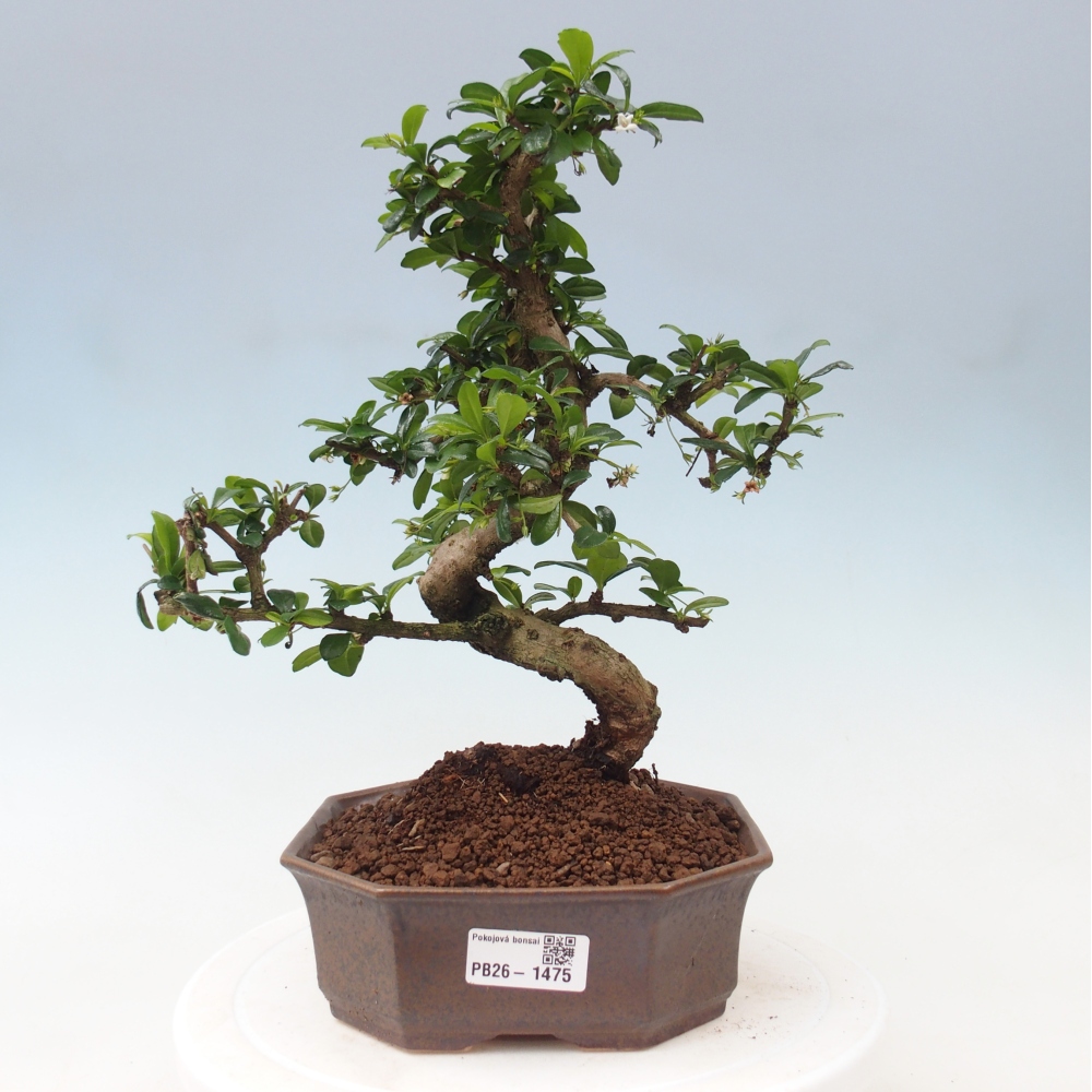 Izbové bonsaje - Carmona macrophylla - Tea fuki