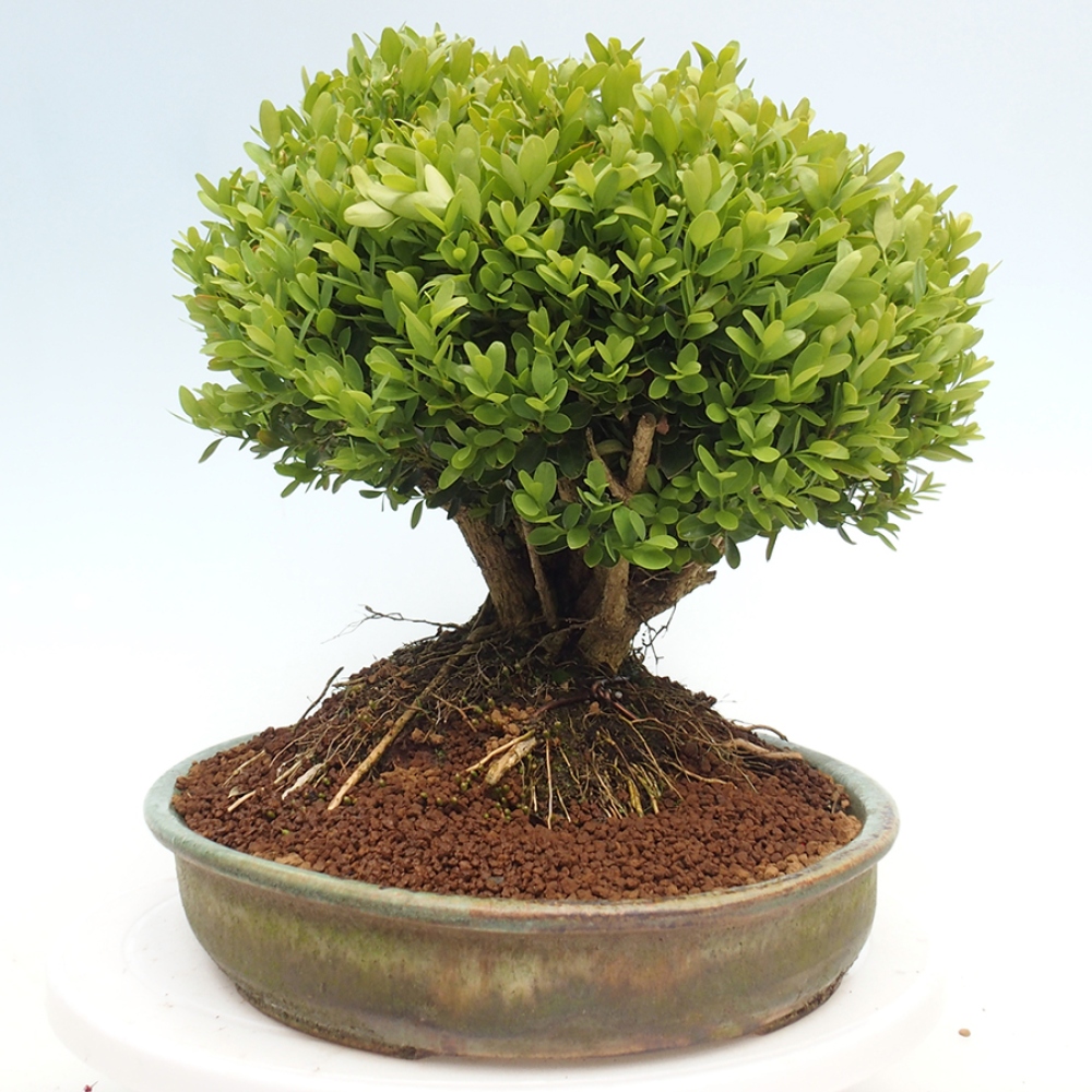 Vonkajšie bonsai - Buxus sempervirens - krušpán