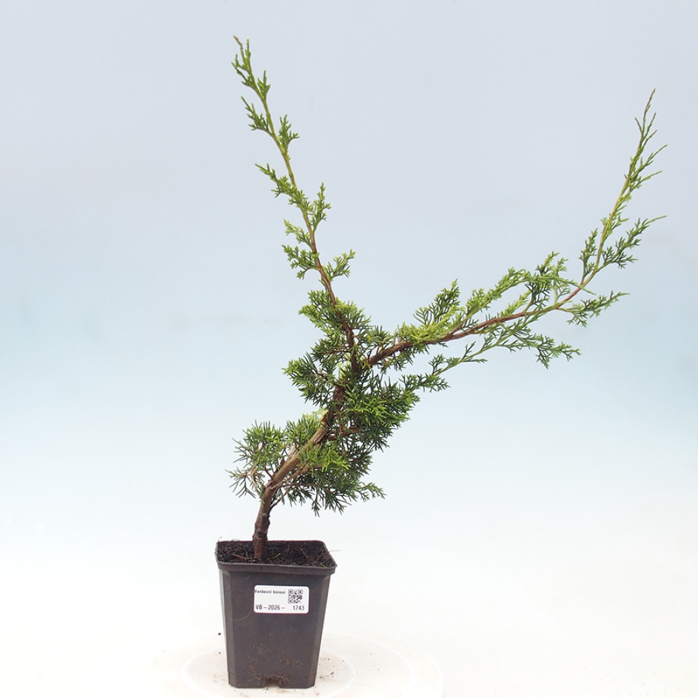 Vonkajší bonsaj - Juniperus chinensis Itoigawa