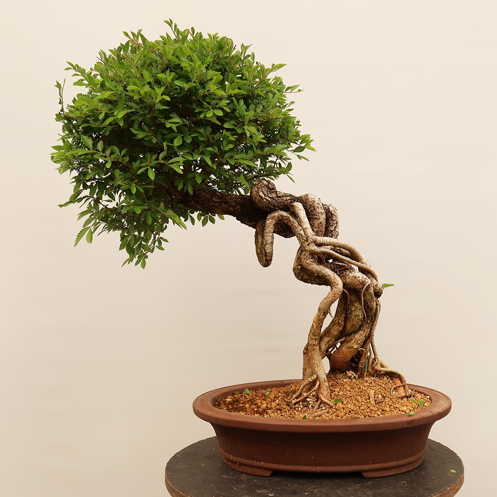 Vonkajšie bonsai - Zelkova - Zelkova NIRE