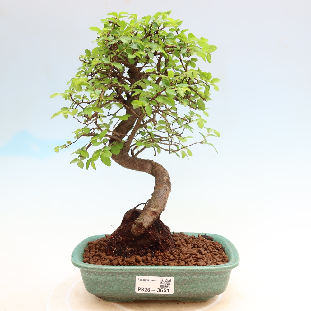 Izbový bonsaj - Ulmus parvifolia - brest malolistý
