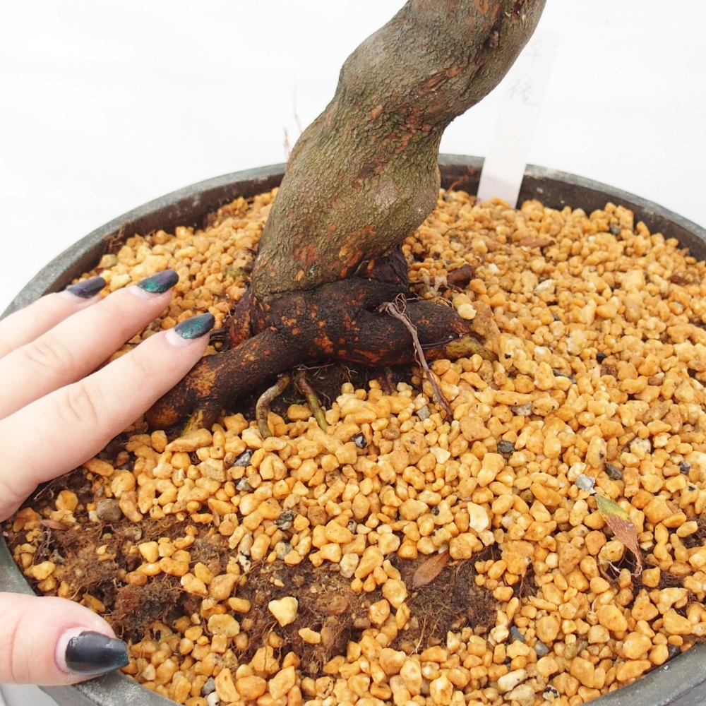 Vonkajší bonsaj - Japonská azalka - Azalka CHIHIRO