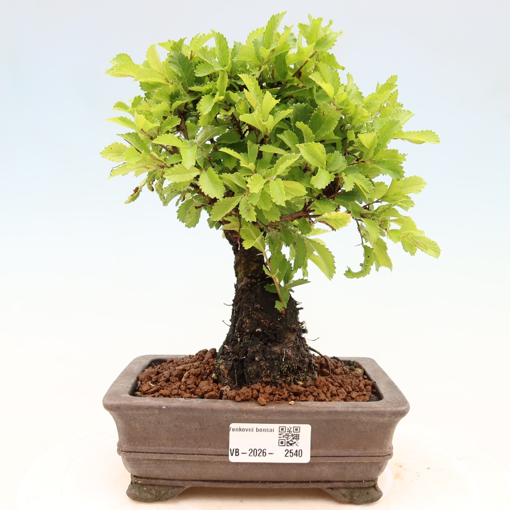 Vonkajšie bonsaje - Zelkova - Zelkova NIRE