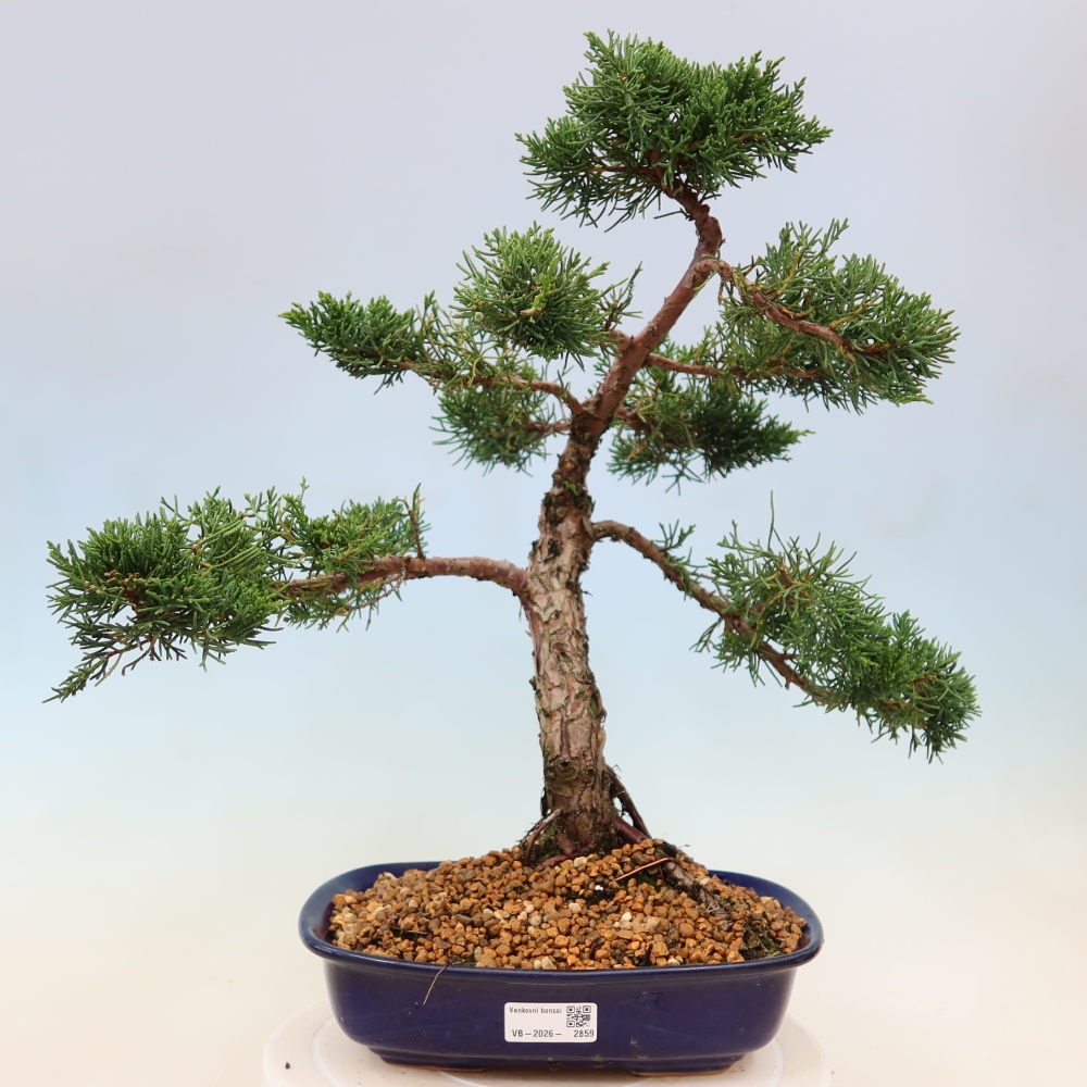 Vonkajší bonsaj - Juniperus chinensis Kishu