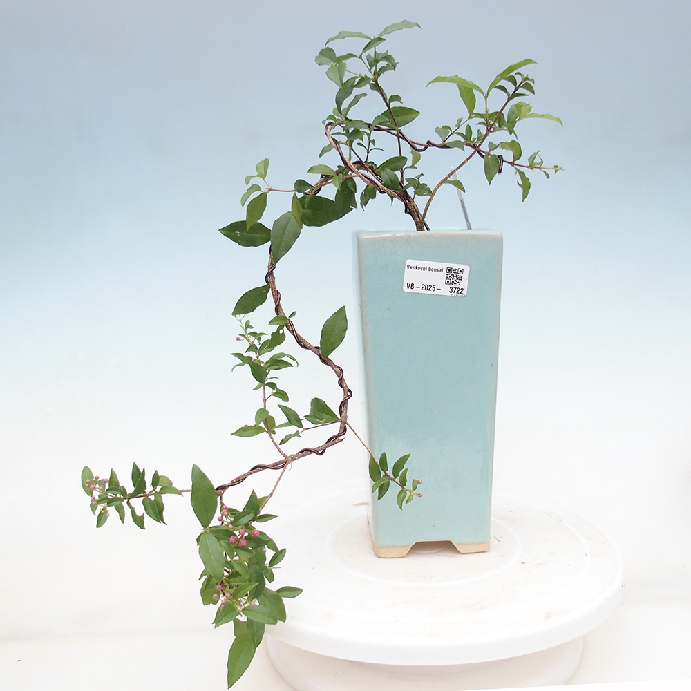 Izbová bonsai -Malpighia coccigera- Barbdorská čerešňa