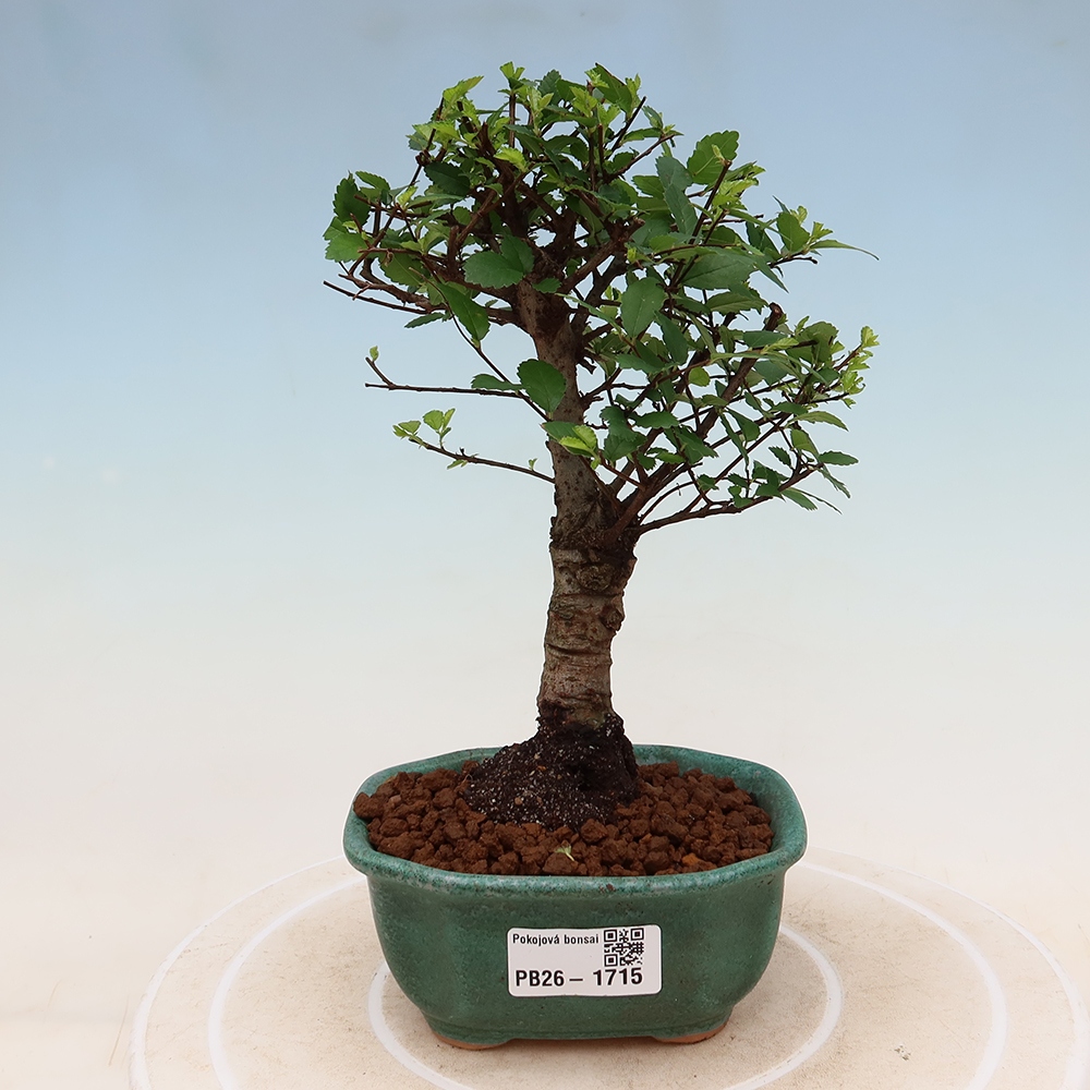 Izbový bonsaj - Ulmus parvifolia - brest malolistý