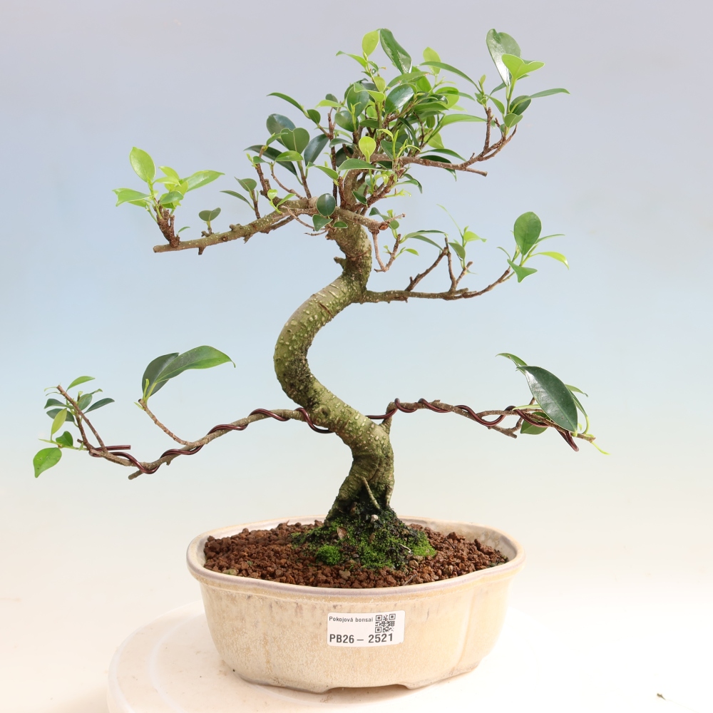 Izbový bonsaj - Ficus retusa - drobnolistý fikus