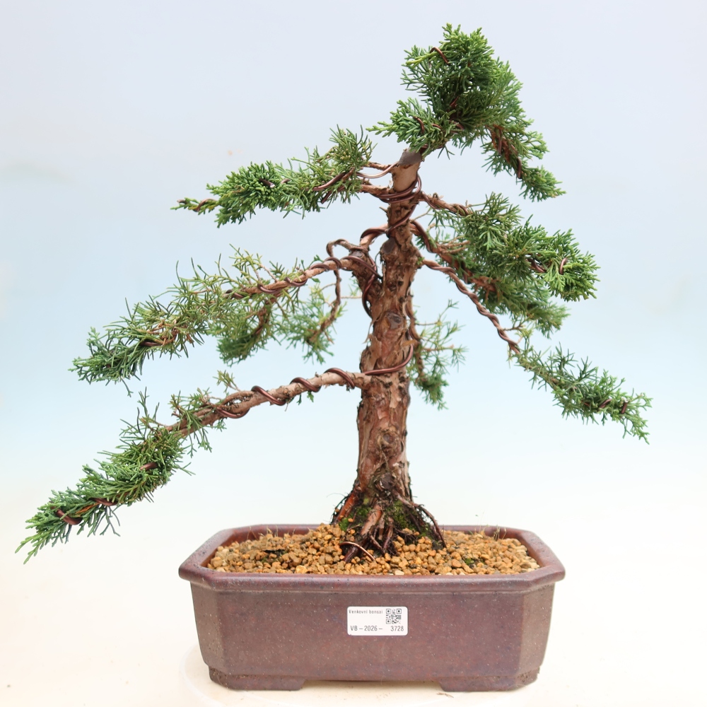 Vonkajší bonsaj - Juniperus chinensis Kishu