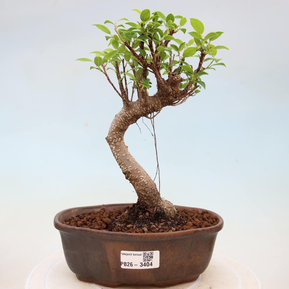 Izbové bonsaje - Ficus kimmen - drobnolistý fikus