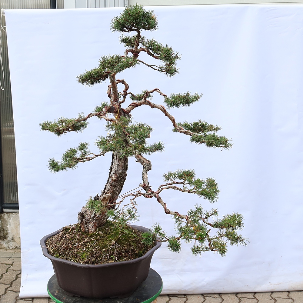 Pinus sylvestris Španielsko – borovica lesná
