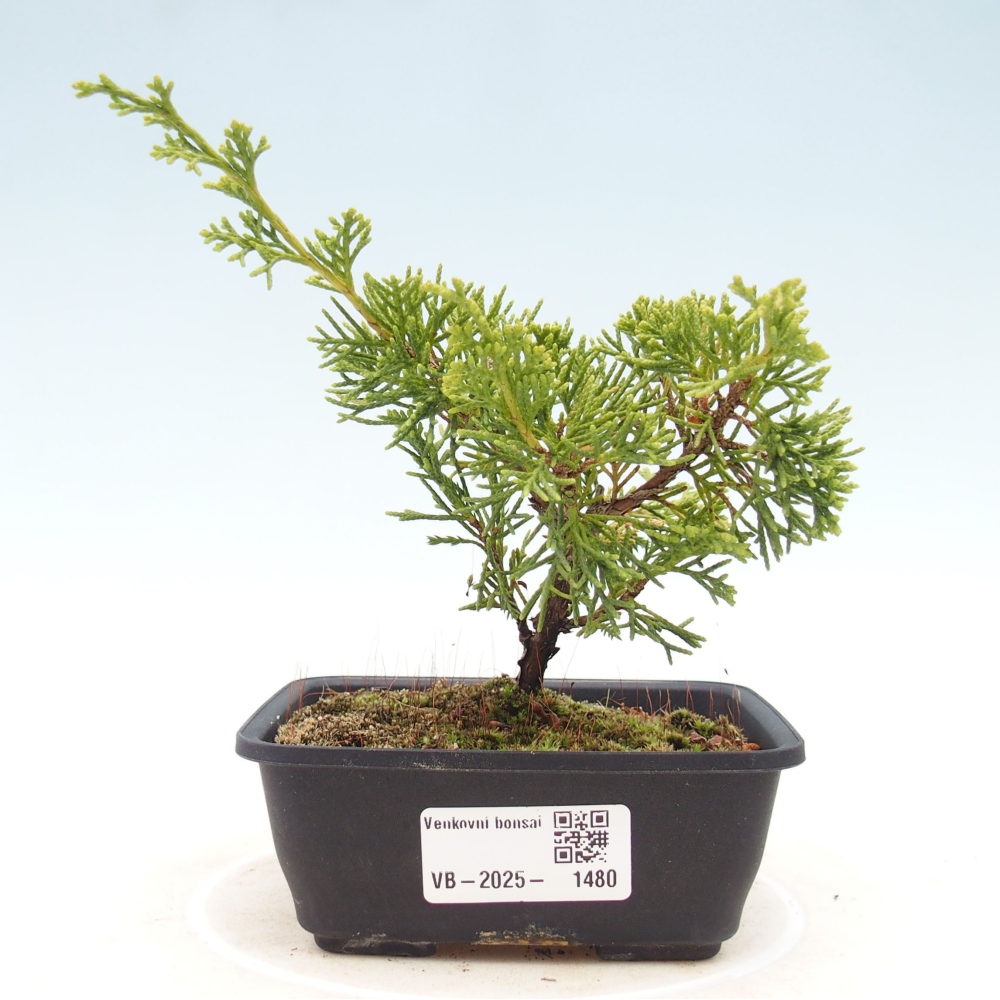 Vonkajší bonsai - Juniperus chinensis Itoigawa -Jalovec čínsky