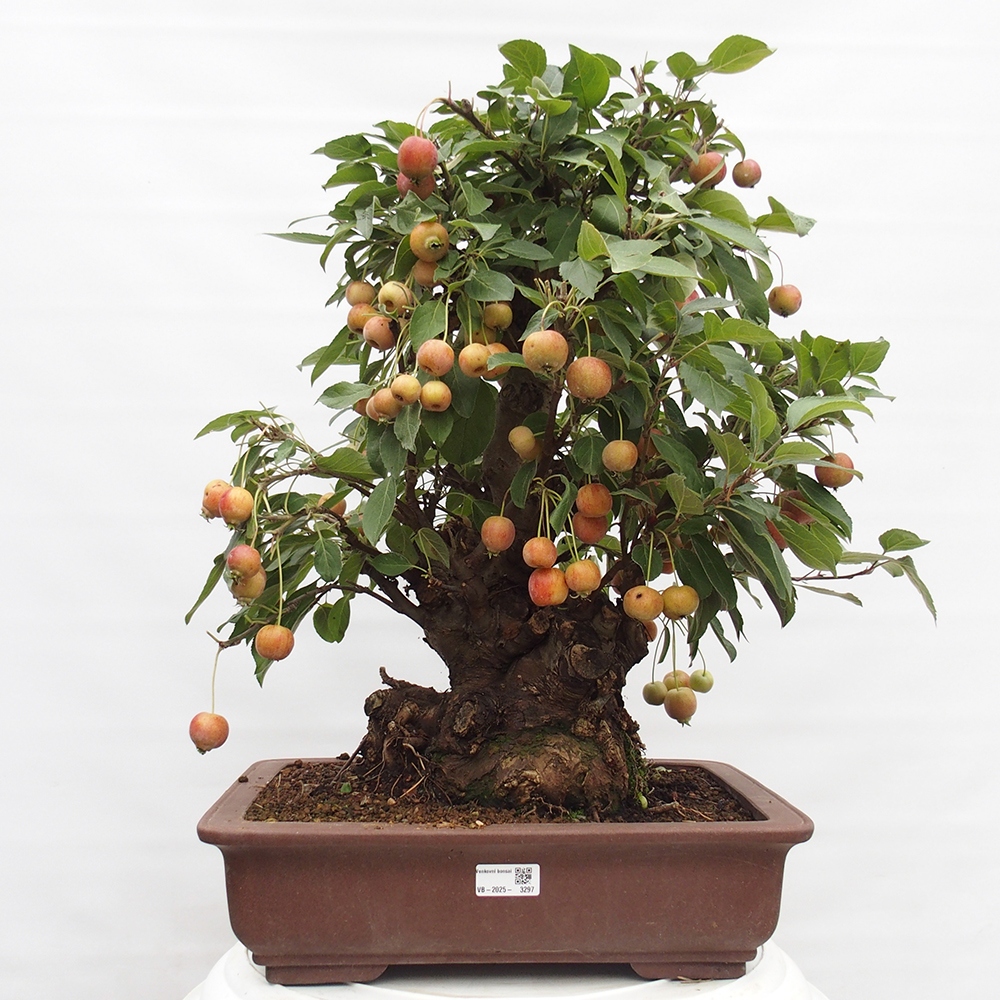 Vonkajší bonsai -Malus halliana - Maloplodá jabloň