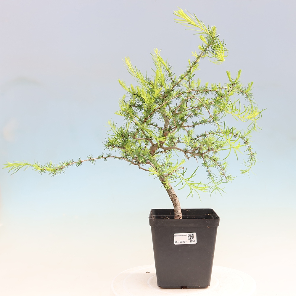 Vonkajšie bonsaje -Larix decidua - Smrekovec