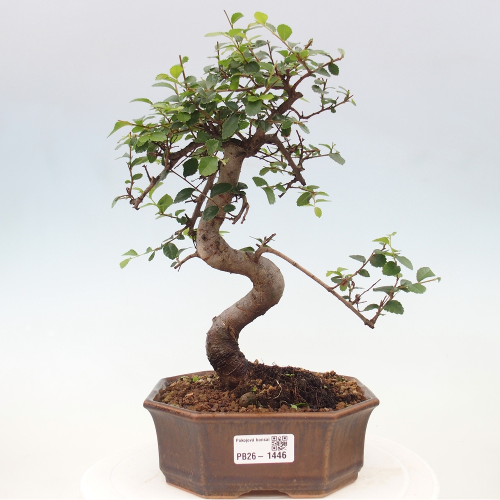 Izbový bonsaj - Ulmus parvifolia - brest malolistý