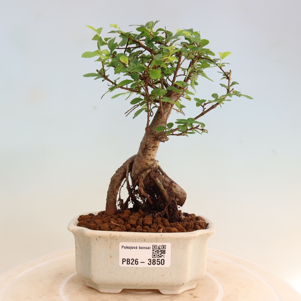 Izbový bonsaj - Ulmus parvifolia - brest malolistý