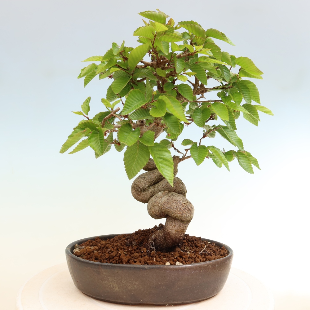 Vonkajší bonsaj -Carpinus coreana - Hrab kórejský