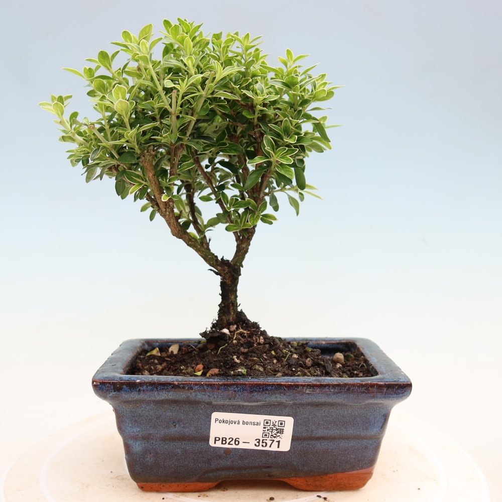 Izba bonsai – Serissa foetida Variegata – Strom tisíc hviezd