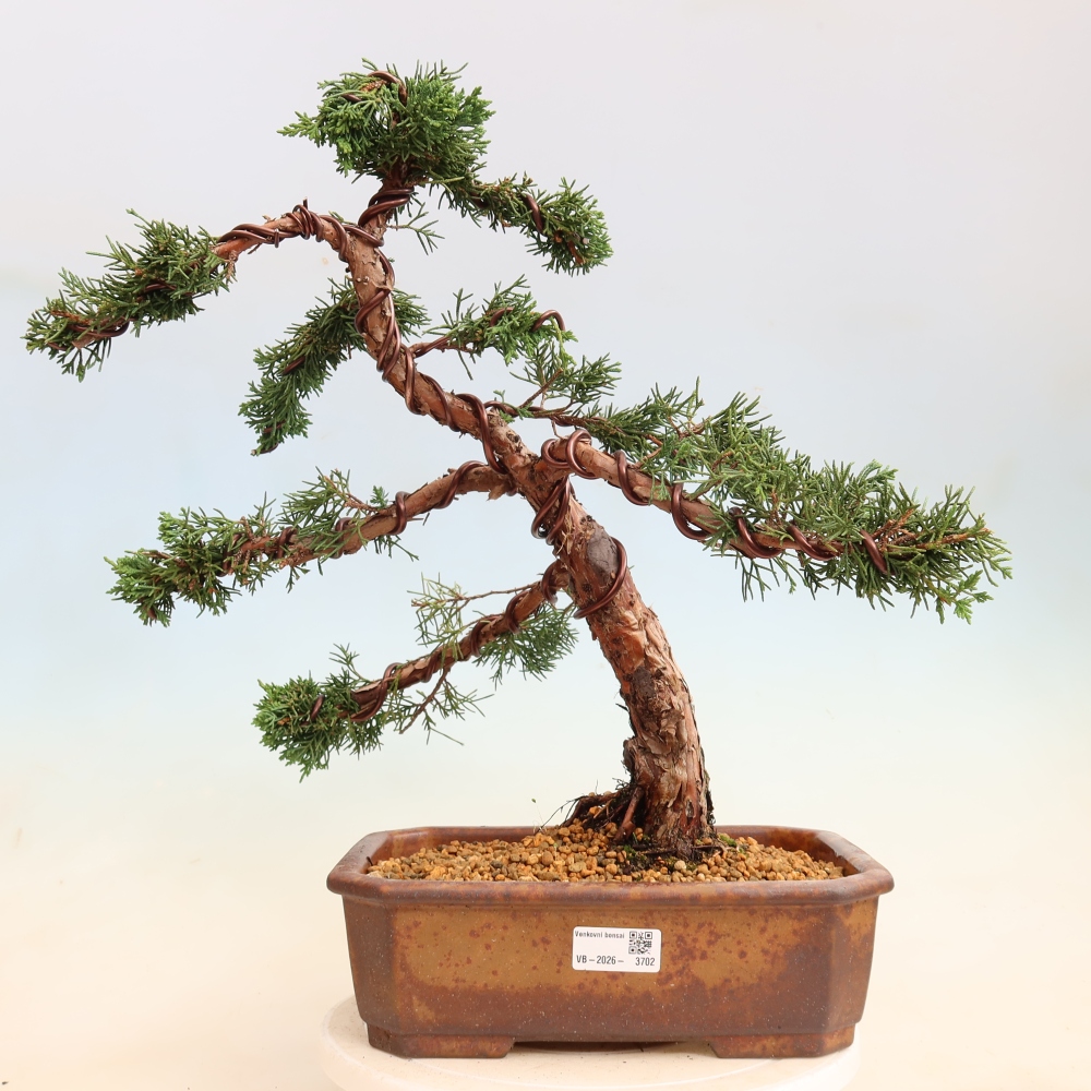 Vonkajší bonsaj - Juniperus chinensis Kishu