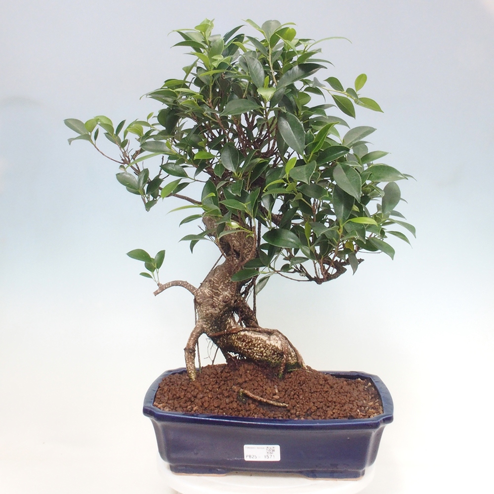 Izbová bonsai - Ficus kimmen - malolistý fikus
