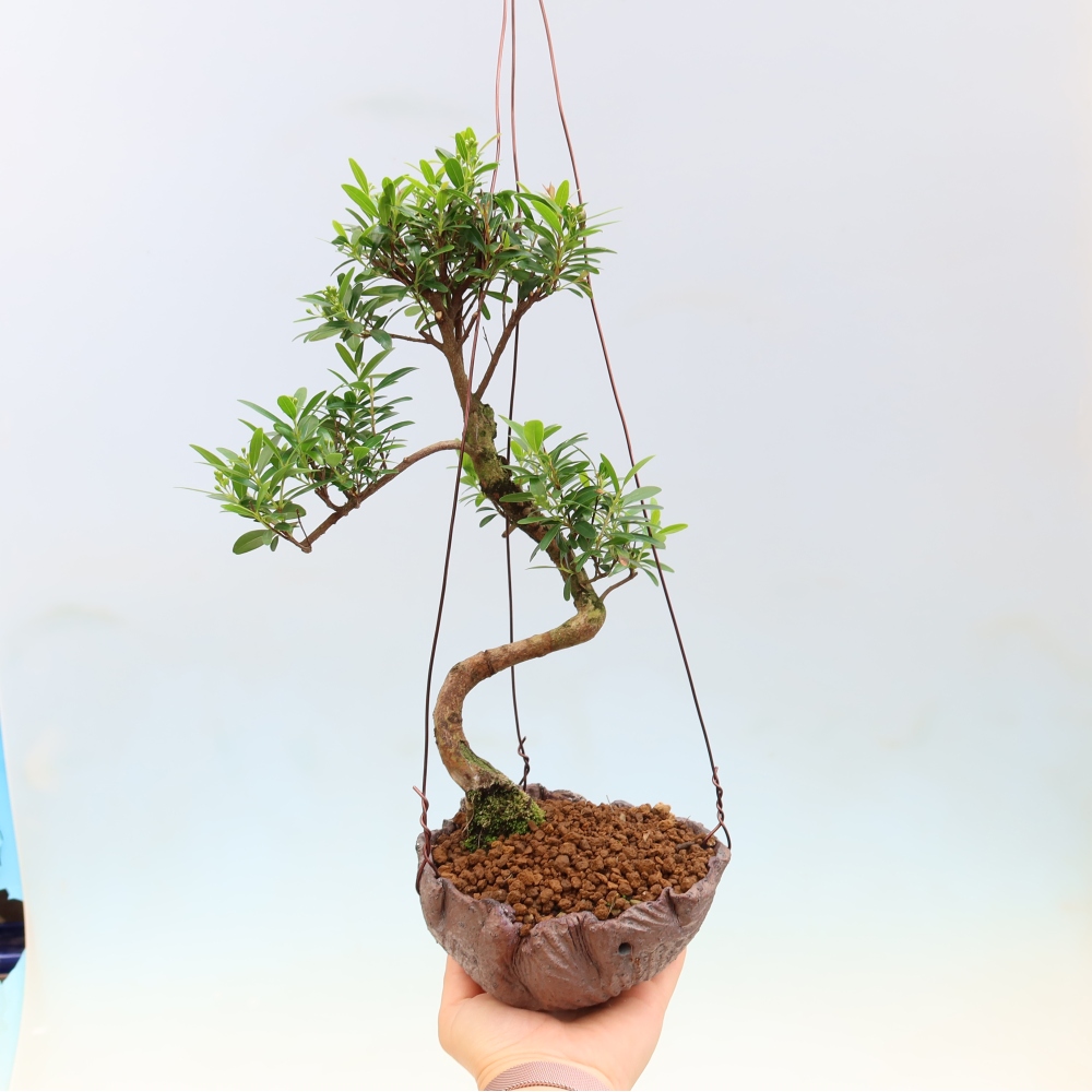 Kokedama v keramike – Syzygium – Pimentovník