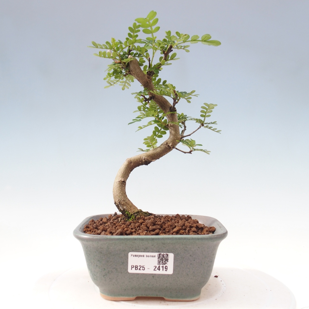 Izbová bonsai - Zantoxylum piperitum - korenistý