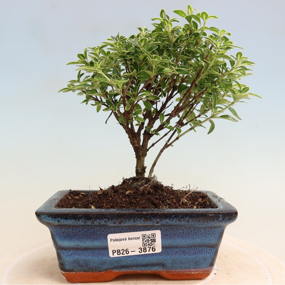 Izba bonsai – Serissa foetida Variegata – Strom tisíc hviezd