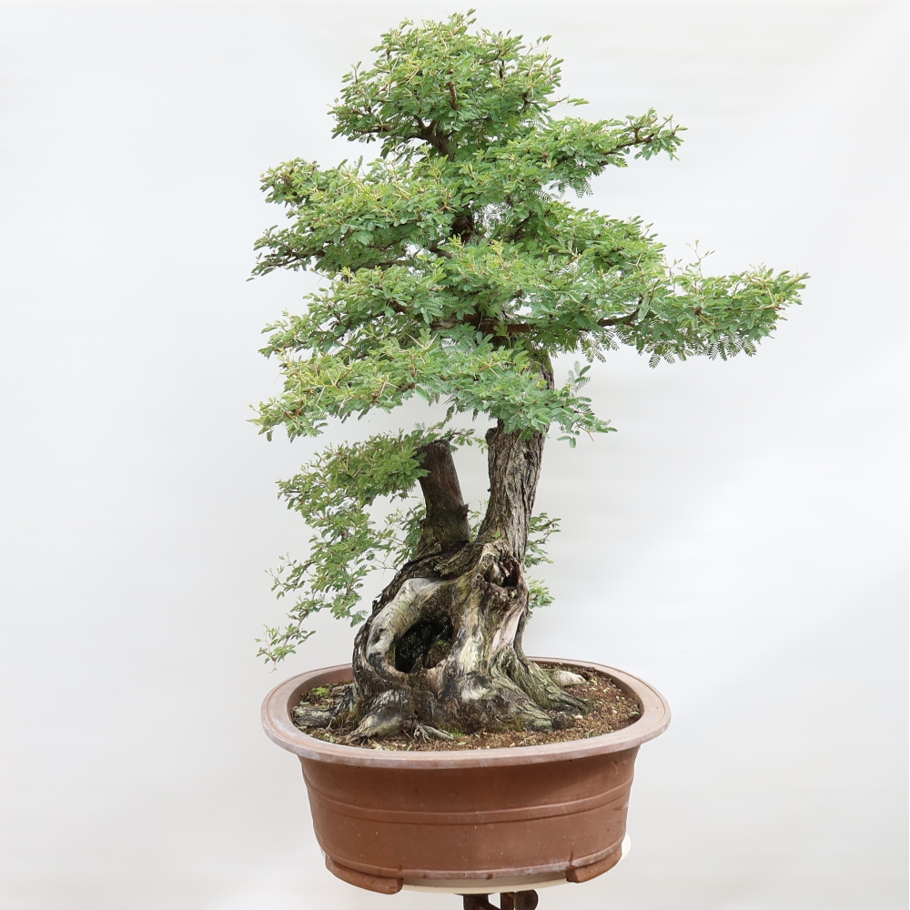 Izba bonsai – Akacia Arabica