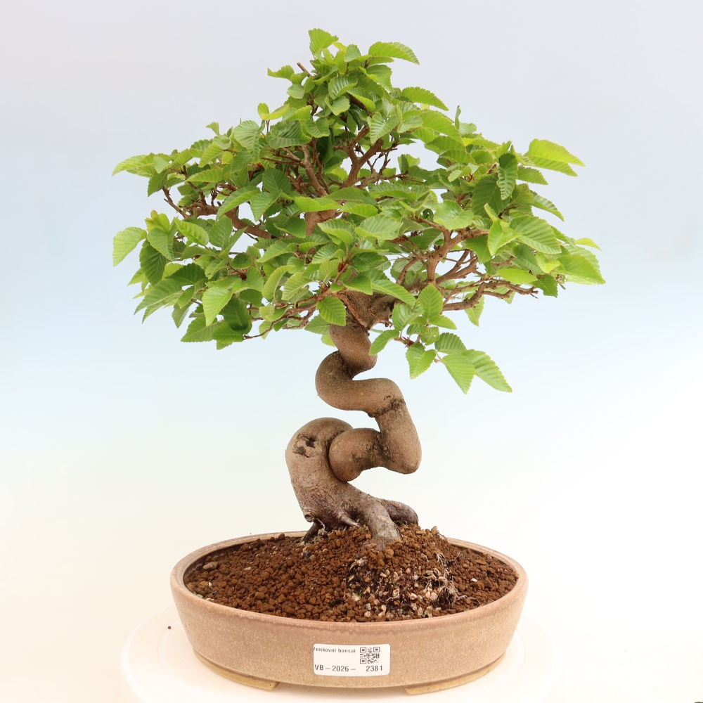 Vonkajší bonsaj -Carpinus coreana - Hrab kórejský