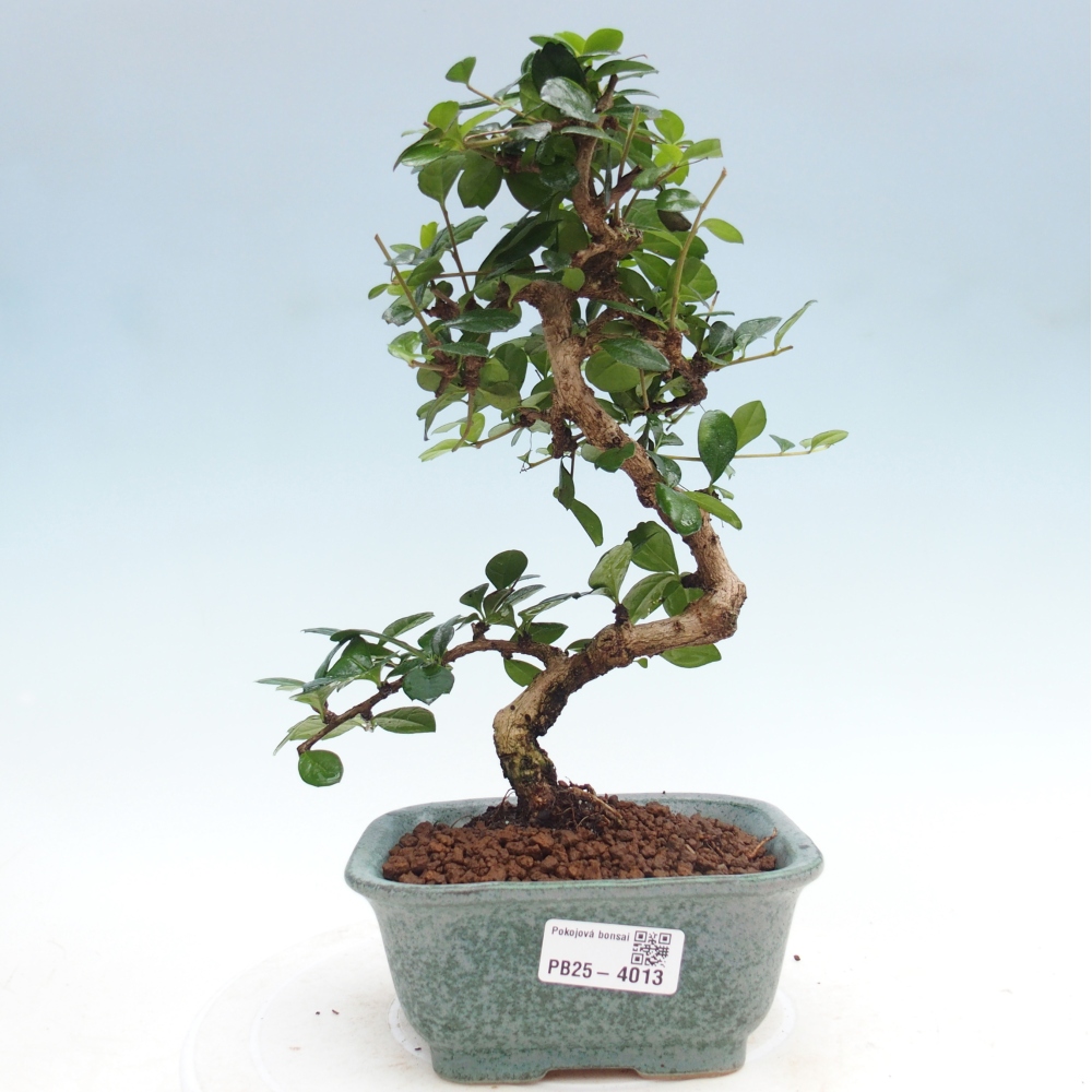 Izbová bonsai - Carmona macrophylla - Čaj fuki