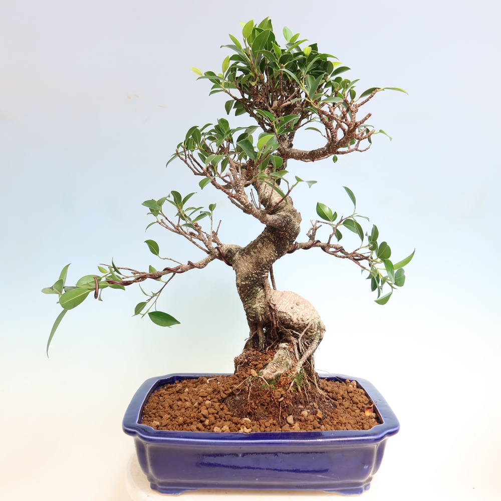 Izbové bonsaje - Ficus kimmen - drobnolistý fikus