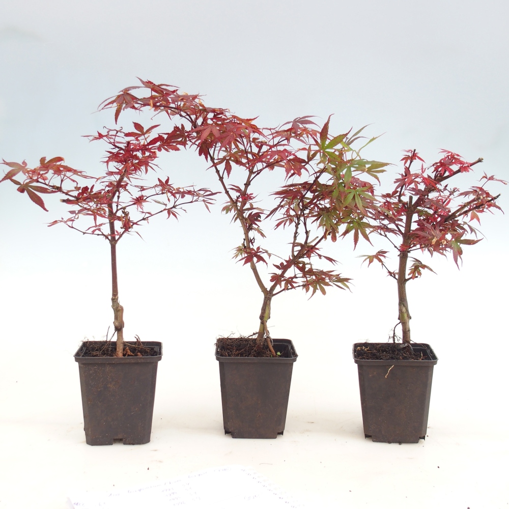 Vonkajšia bonsaj - Acer palmatum Berry Broom v kontajneri