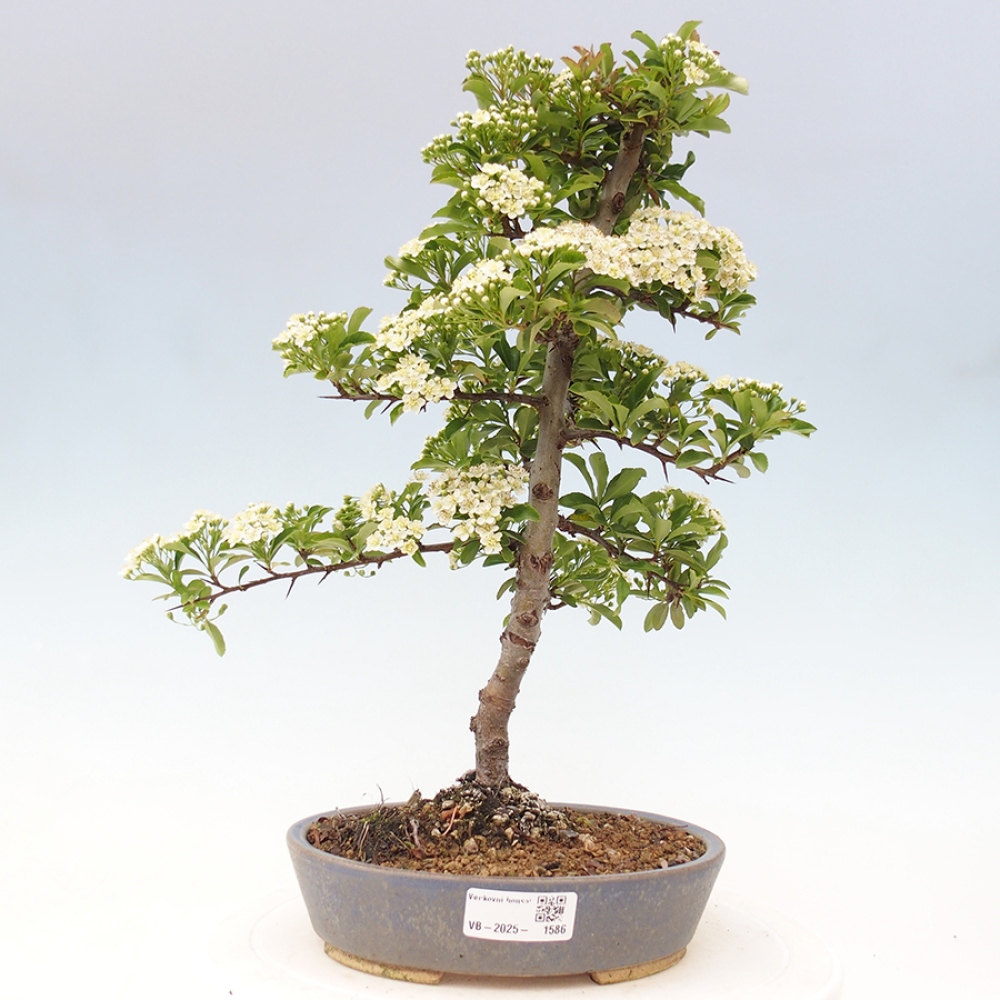 Vonkajšia bonsai-Pyracanta Teton -Hlohyně