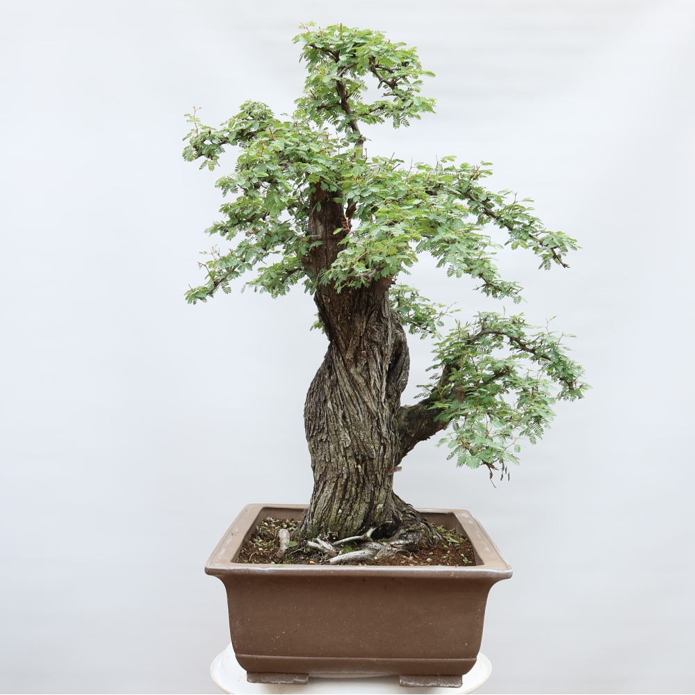 Izba bonsai – Akacia Arabica