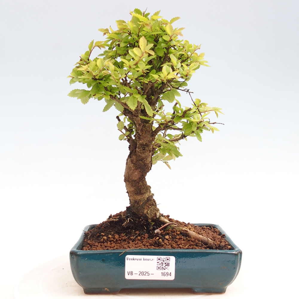 Vonkajšie bonsai - Zelkova - Zelkova Nirom