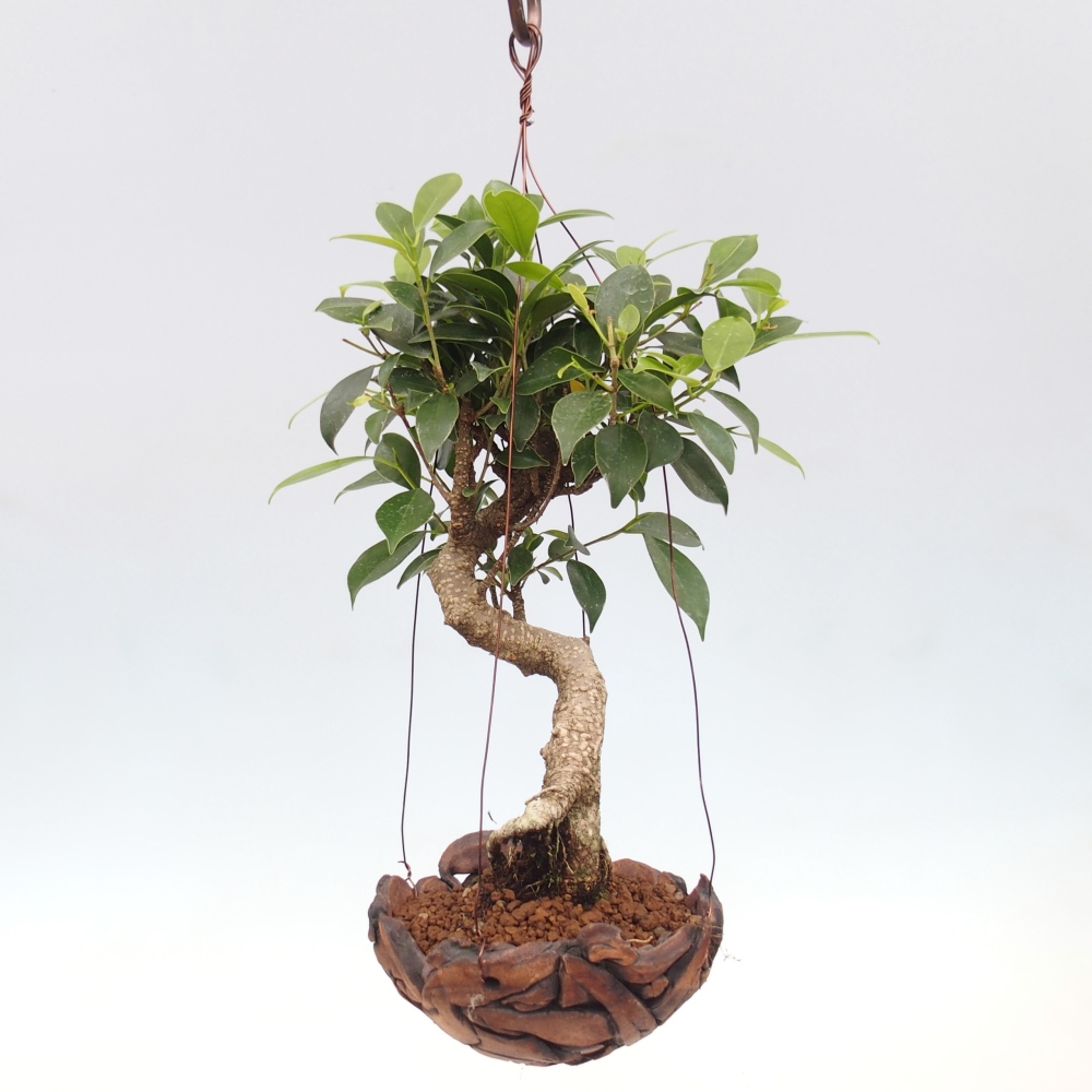 Kokedama v keramike - malolistý ficus - Ficus kimmen