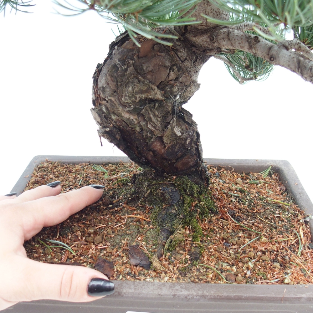 Vonkajšie bonsai - Pinus parviflora - Borovica drobnokvetá