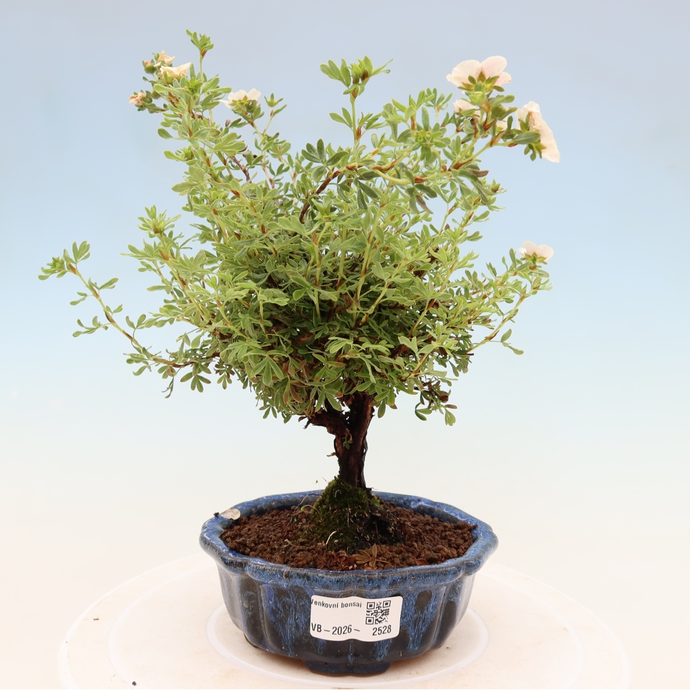 Vonkajšie bonsaje - Potentila fruticosa