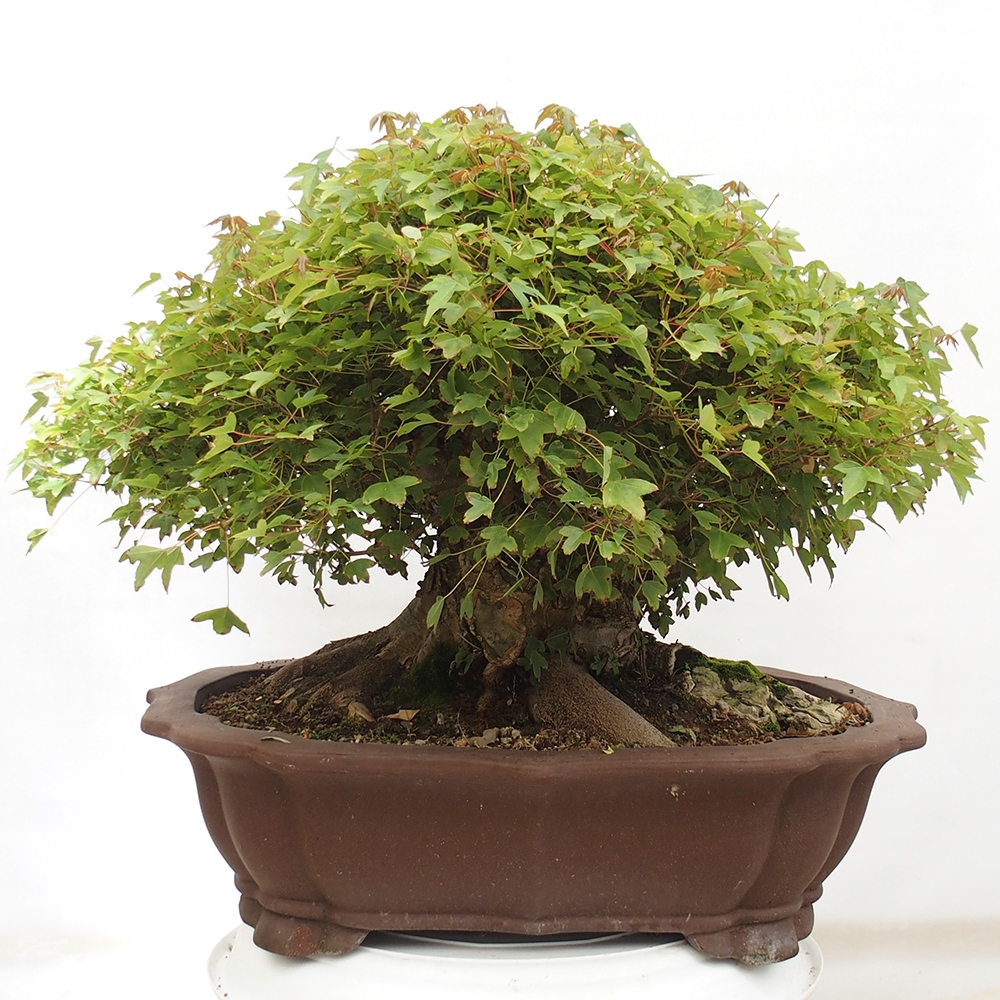 Vonkajšie bonsai - Javor Buergerianum - Javor Burgerův