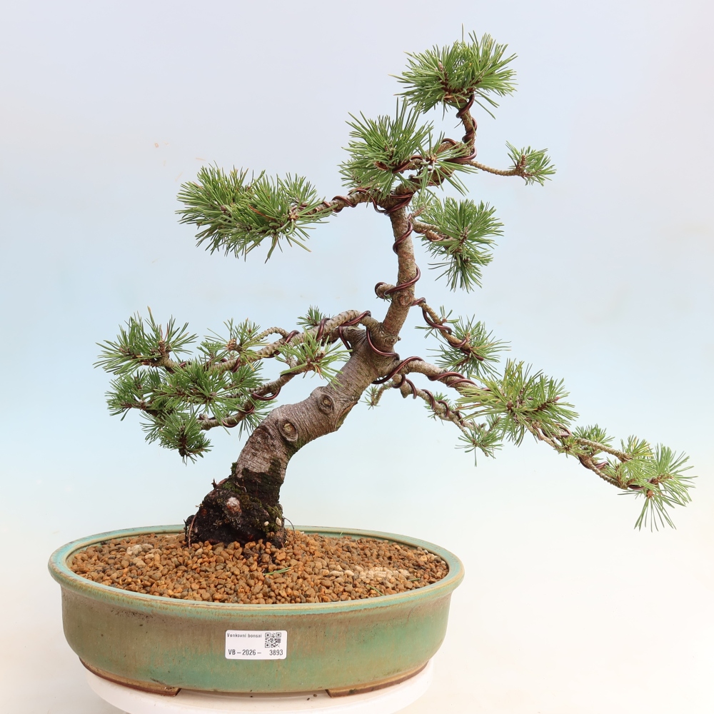 Vonkajšie bonsaje – Pinus mugo Humpy – borovica krivá