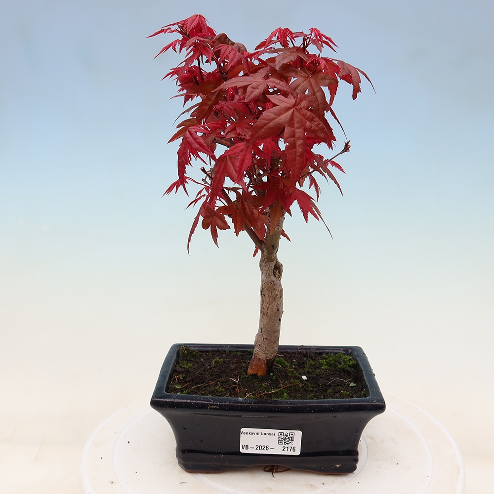 Vonkajší bonsaj - Acer palmatum DESHOJO